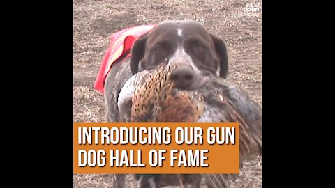 Introducing Our Gun Dog Hall of Fame
