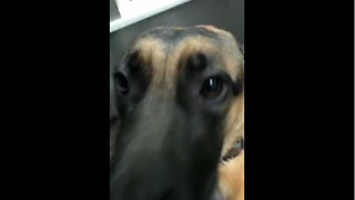 Compilation of dog getting picked up at daycare