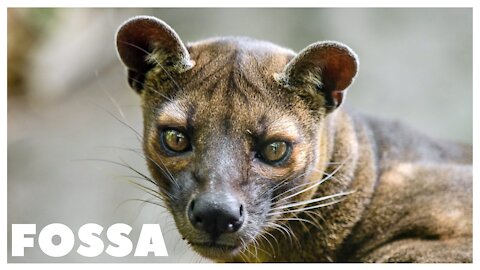 Fossa Unique Animal in Madagascar
