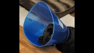 Adorable Puppy Crying Over Wearing Cone