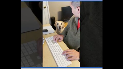 Labrador asks for food in the cutest way