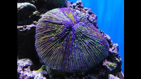 Demonstration of how mushroom corals feed