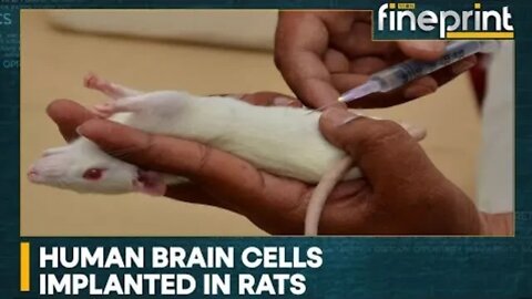 Human/Rat Hybrids 🧠🐀