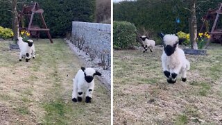 Adorable little lambs jump for joy