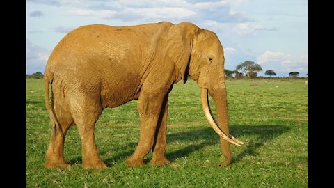 An Elephant Taking A Bath In The River