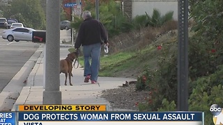 Woman sexually assaulted in Vista, pit bull rescues her