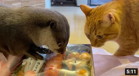 cat and otter are too curious about the Osechi food.