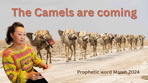 The camels are coming