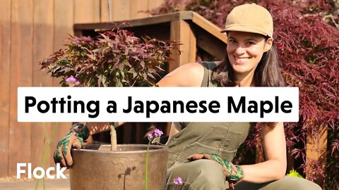 Planting a JAPANESE MAPLE in a CONTAINER — Ep. 108