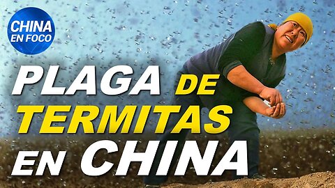 Plaga de termitas invade China. ¿Mal presagio? | Régimen chino elimina la cultura tibetana