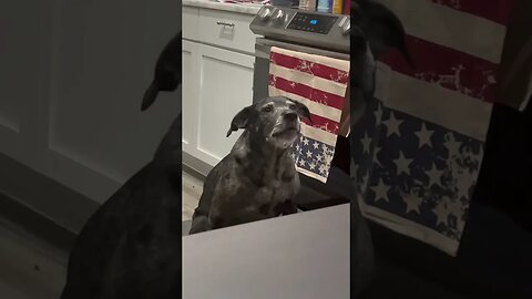 Dog sings the Star Spangled Banner song!! #shorts