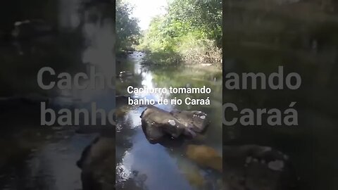 Cachorro tomando banho de rio Caraá #tendeuecoisarada