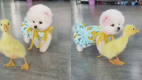 Cute puppy and baby duck