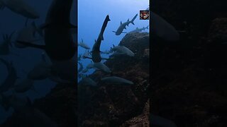 The White Tipped Reef Shark Facts #shorts #interestingfacts #animals #shark