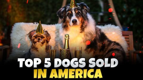 Top 5 Dogs sold In America