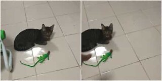Gatto distratto terrorizzato da una lucertola giocattolo