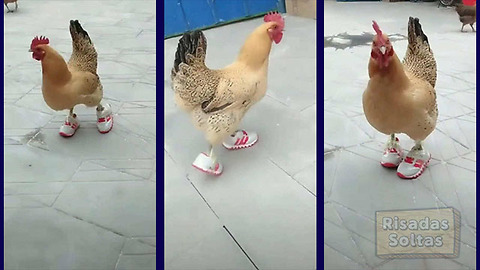 When you think you've seen everything in your life, you find a chicken walking with slippers
