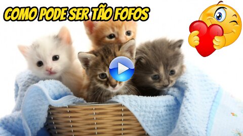 cute loving and playful kittens funny cats
