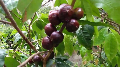 frutíferas produzindo em🇧🇷vaso jabuticaba caqui amora paquistaneja maçã pessego pera cereja cítrica