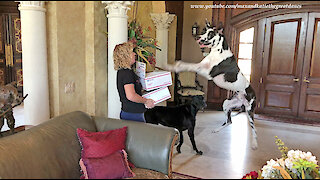 Excited Bouncing Great Danes and Cat Can't Wait To Open Thanksgiving Gifts