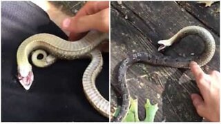 Cobra tenta enganar humano ao fingir estar morta