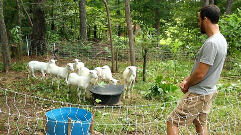 Sheep | My NEW Favorite Homesteading Animal