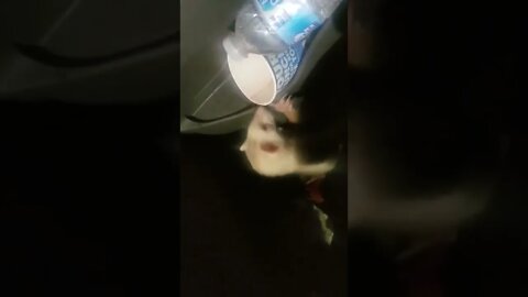 Skippy the ferret part 2