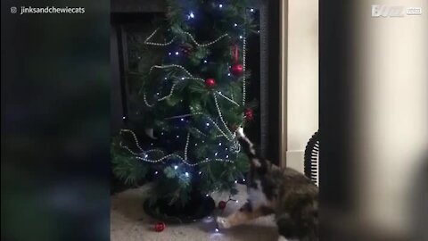 Gata “destrói” árvore de natal para brincar com os enfeites