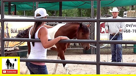 Wild Mustang Training Demonstration