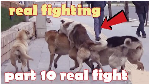 Rare Dogs Deadly Fights Part 10.