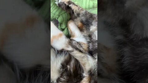 Pippa the kittycatmeow having a beauty sleep