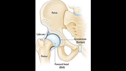 "Unlocking Mobility: Exploring the Anatomy and Health of the Hip Joint"