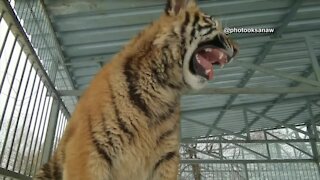 'Singing' tiger has no roar, just a high-pitched cry