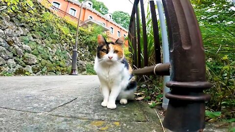A little timid calico cat is cute