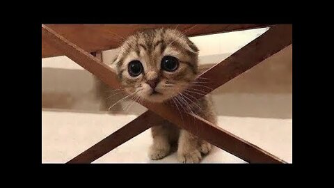 💗Funny And Cute Pets | Try Not To Laugh