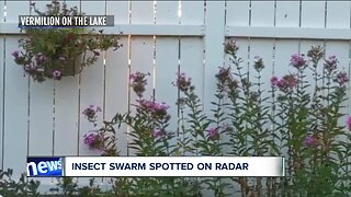 Dragonflies swarm across Northeast Ohio