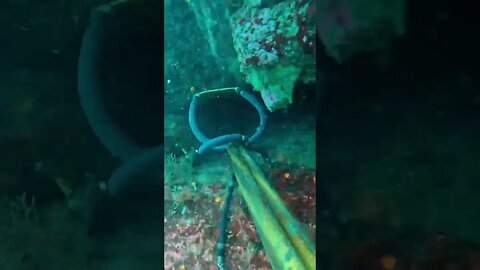 POV 😮 Spearing a 20LB Lingcod in a cave 60’ down on a breath! #spearfishing #vancouverisland