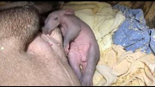Ett zoo i USA välkomnar en bebismyrslok