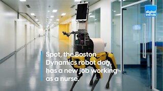 Boston Dynamics' robot dog Spot has a new job working as a nurse.