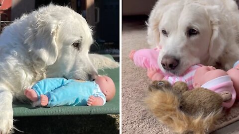 Rivers - Dog Gets Baby For Christmas Absolutely Loves It