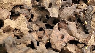 Exploring a Thailand Termite Mound Layer by Layer