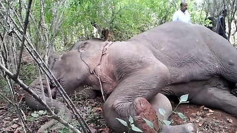 Giving medicine to fallen elephant-helping out injured wild animals-injured elephant saving