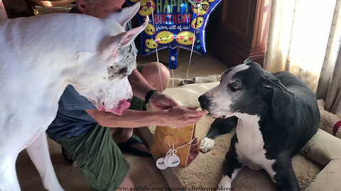 Happy Great Dane Twins Enjoy Chicken Birthday Party