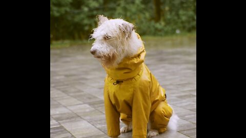 crazy dog wearing rain suit in heavy rain