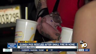 Firefighters rescue guinea pigs after fire erupts at Spring Valley home