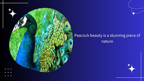 Mesmerizing Elegance: A Captivating Visual Symphony of Peacock Beauty