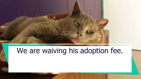 "Sonny" 7yr male FIV+ kitty | Niagara SPCA Adoption Focus