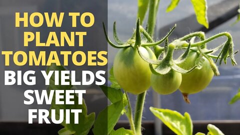 How to Plant Tomatoes for MASSIVE Harvest & SWEET Fruit