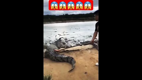 Hunting Crocodile 😱💯🔥🫀👍#short #crocodile #viral