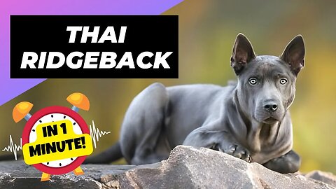 Thai Ridgeback - In 1 Minute! 🐶 One Of The Rarest Dog Breeds In The World | 1 Minute Animals